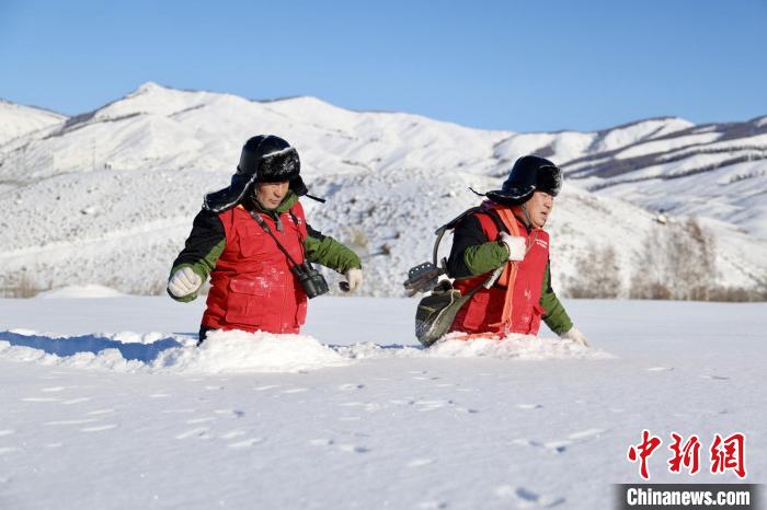 新疆禾木景区积雪厚达1米 电力工人踏雪巡线
