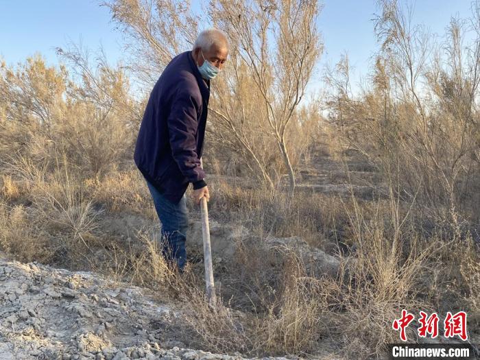 新疆兵团退休老人19年坚守沙漠边缘植绿2100余亩