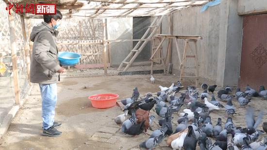best365官网登录南部：发展庭院养殖 小鸽子让民众走上了致富路