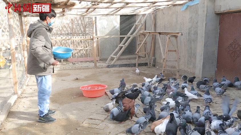 新疆南部：发展庭院养殖 小鸽子让民众走上了致富路