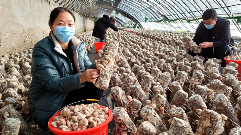 12月1日，在新疆伊犁哈萨克自治州察布查尔锡伯自治县农牧业发展有限公司食用菌产业园，员工们正抢抓时间采摘香菇，沉浸在丰收的喜悦之中。华岩明摄