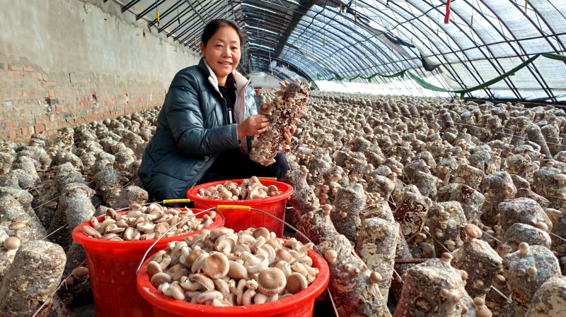 12月1日，在新疆伊犁哈萨克自治州察布查尔锡伯自治县农牧业发展有限公司食用菌产业园，香菇丰收采摘忙。华岩明摄