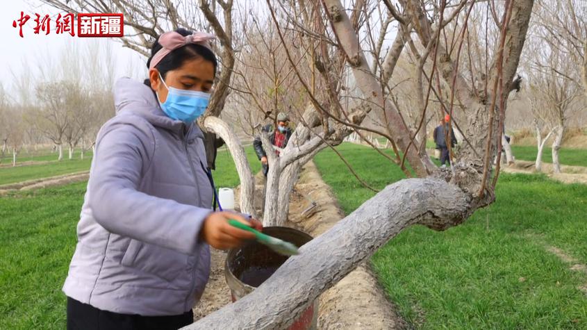 新疆莎车县：为90余万亩巴旦木树接种“防疫针”