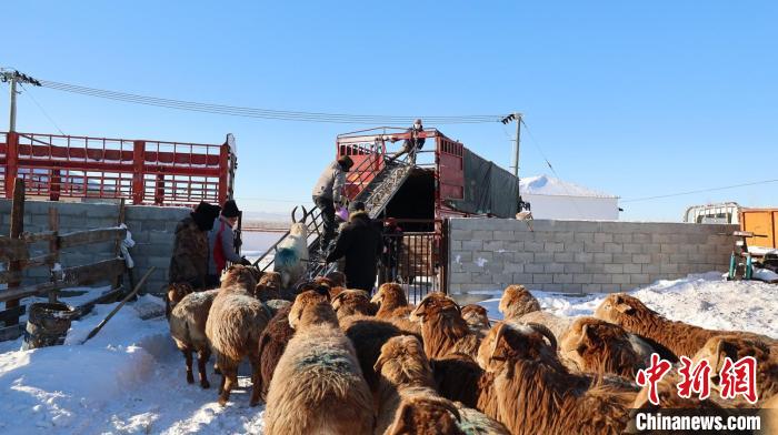 新疆阿勒泰地区70余万牲畜搭乘“专车”完成转场