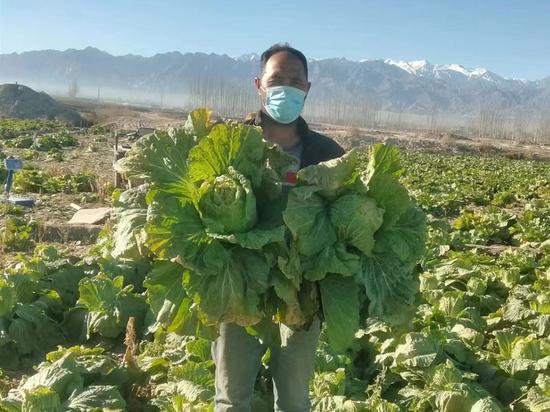 英吉沙县托万铁提尔村村民麦麦提·托合提向大家介绍自己的白菜