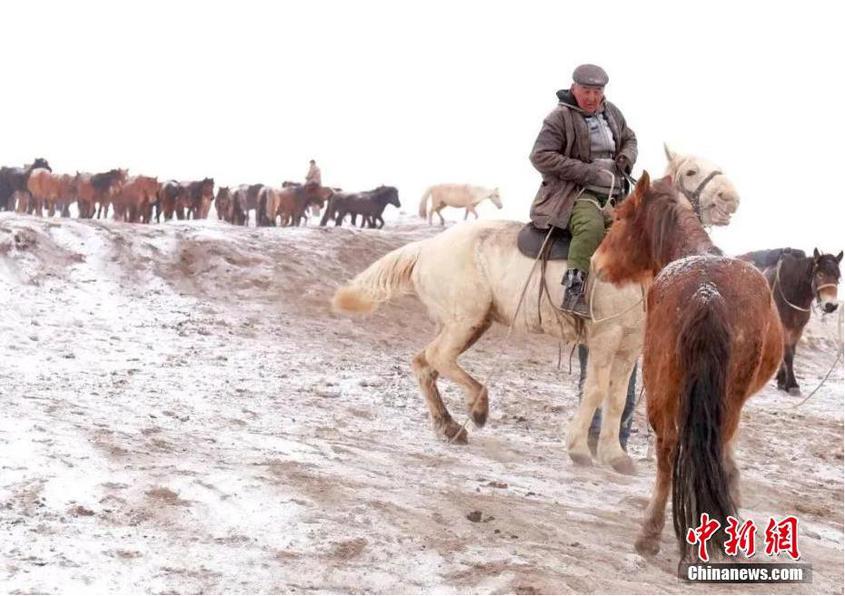 经过两个月的接续努力，新疆生产建设兵团第十二师104团各牧场3.2万余头大小牲畜已安全转场至冬季草场。在今年的转场中，兵团和地方沟通畅通，人员协调充分，在做好疫情防控的前提下，牧民顺利安全完成转场，让牲畜无一在转场中意外丢失死亡。图为牧民赶着牦牛转场。 原俊萍 摄