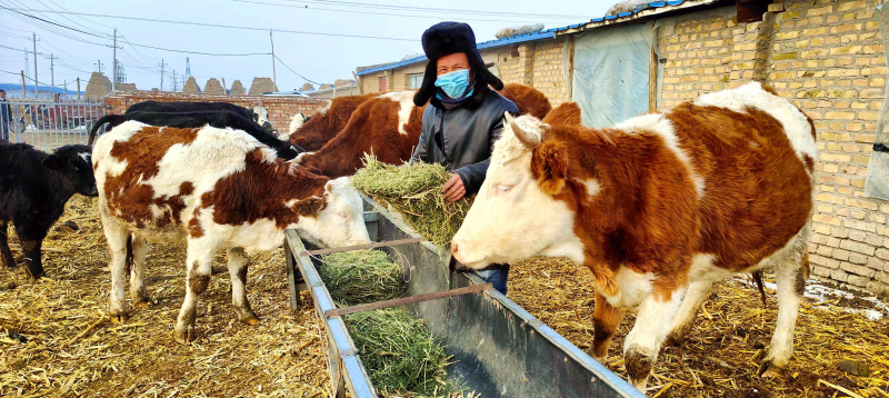 12月5日，在新疆伊犁哈萨克自治州察布查尔锡伯自治县察布查尔镇乌宗布拉克农村社区养殖小区，牧民正在配套露天牛圈里喂牛。华岩明摄