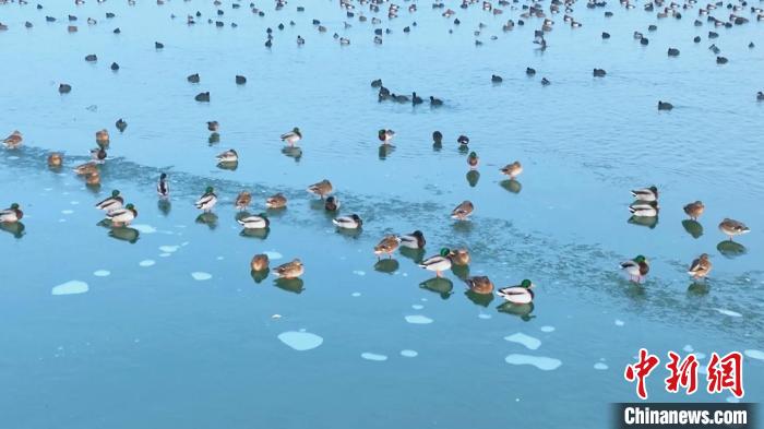 數萬只候鳥飛抵新疆永安湖濕地自然保護區棲息越冬