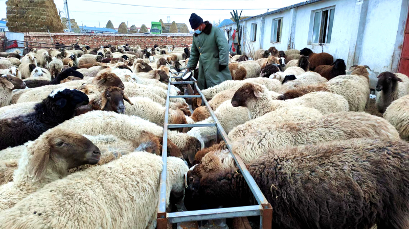 12月5日，在新疆伊犁哈萨克自治州察布查尔锡伯自治县察布查尔镇乌宗布拉克农村社区养殖小区，牧民正在给自家羊添加牧盐。华岩明摄