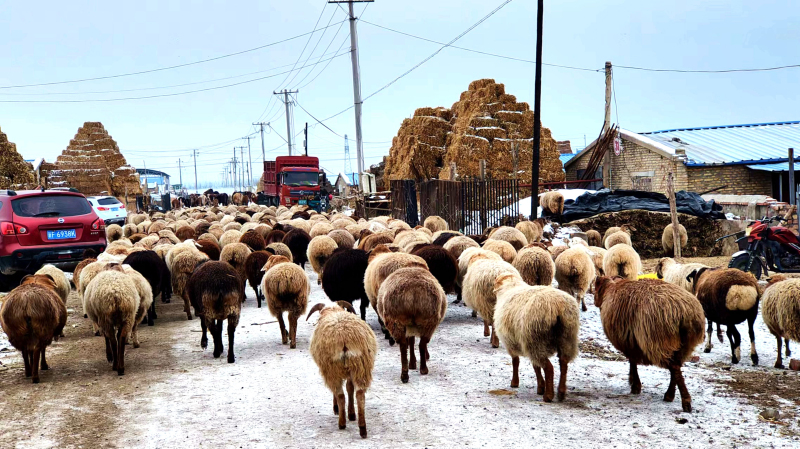 12月5日，在新疆伊犁哈萨克自治州察布查尔锡伯自治县察布查尔镇乌宗布拉克农村社区养殖小区，一群群牛羊从农田秸秆地放牧归来。华岩明摄