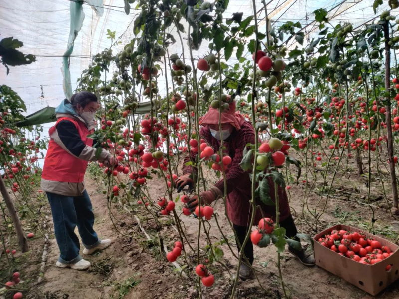 进入初冬，在团结镇巴州永义家庭农场的大棚里，一簇簇火红的西红柿挂满枝头，工人们正忙着为当日订单做准备。梁颖 摄 