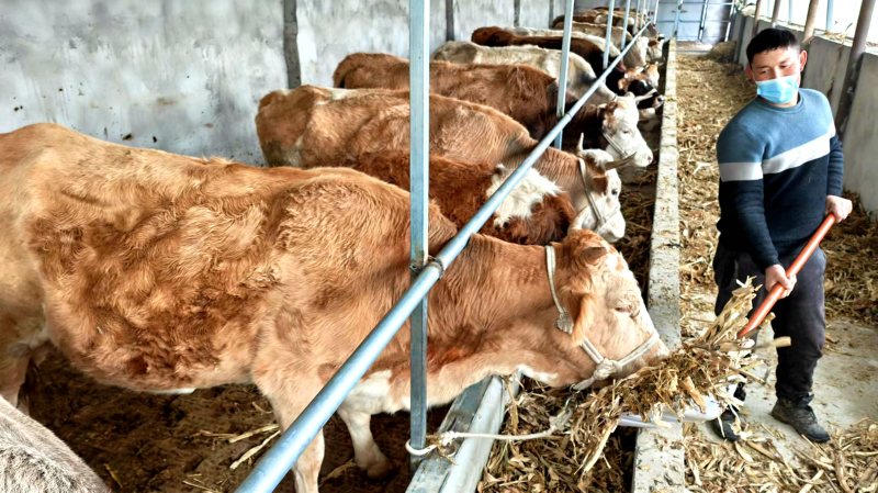 12月5日，在新疆伊犁哈萨克自治州察布查尔锡伯自治县察布查尔镇乌宗布拉克农村社区养殖小区，牧民托列干·衣布拉衣正在自家投资新建的棚圈里喂牛。华岩明摄