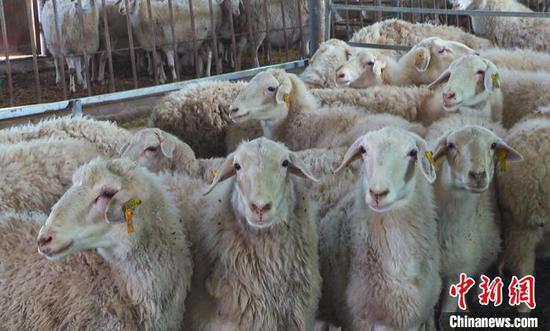 在刘山山创办的图木舒克市万只羊养殖农民专业合作社内，羊茁壮成长。　秦飞 摄