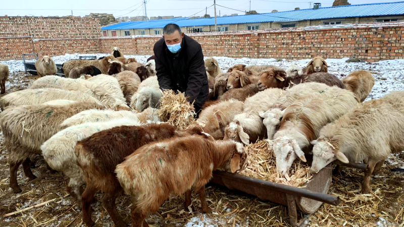 12月5日，在新疆伊犁哈萨克自治州察布查尔锡伯自治县察布查尔镇乌宗布拉克农村社区养殖小区，牧民正在给自家羊喂草。华岩明摄