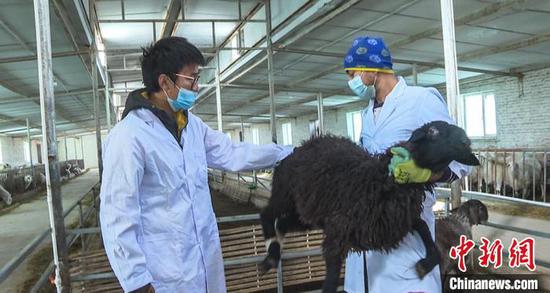 在图木舒克市万只羊养殖农民专业合作社内，刘山山(左)在给社员讲解夏河羊疫病防治和饲养管理技术。　秦飞 摄