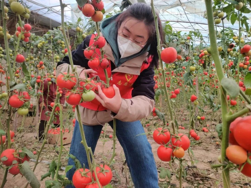 进入初冬，在团结镇巴州永义家庭农场的大棚里，一簇簇火红的西红柿挂满枝头，工人们正忙着为当日订单做准备。梁颖 摄 