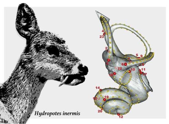 獐的内耳。红色标记和黄色曲线用以捕捉内耳的形状和特征（图源：Laura Dziomber）。　施普林格·自然 供图