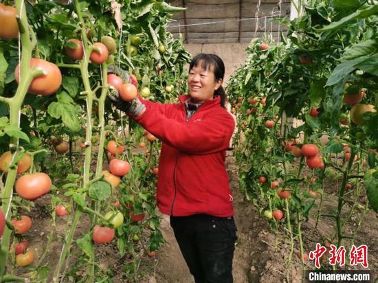 新疆兵团第二师二十四团十连种植户田秀丽正在查看大棚西红柿长势。　冯波　摄