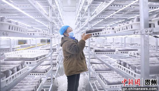 12月1日，一名工人在贵州省大方县中国白参科创园车间进行菌种摆盘。周训贵 摄