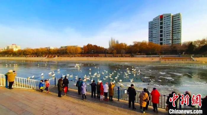 新疆庫爾勒開啟“天鵝季”模式