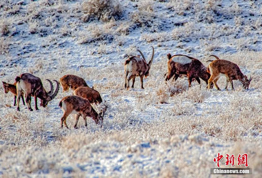 初冬一场大雪后，成群的北山羊在山间觅食。 李忠铭 摄