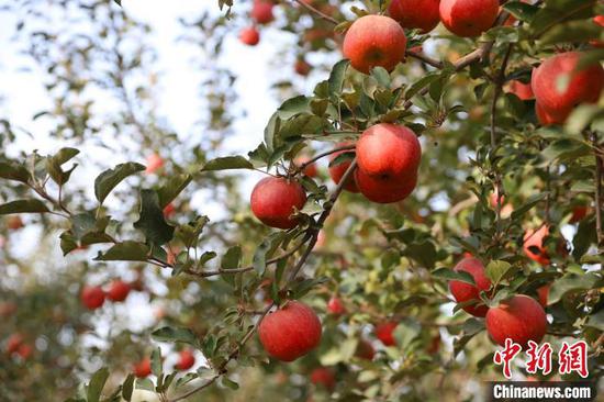 世界廣泛種植的蘋果何以在新疆阿克蘇獨一無二？