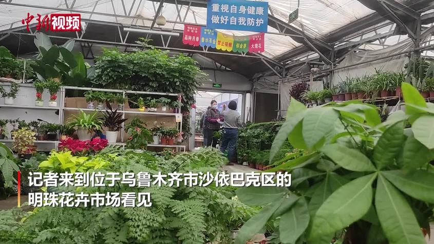 烏魯木齊花卉市場恢復營業
