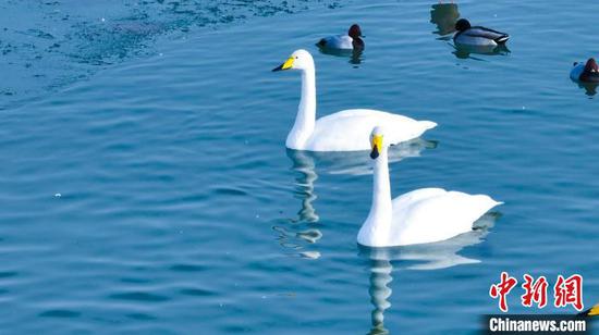 如今，永安湖湿地自然保护区已成为候鸟迁徙越冬的重要栖息地之一。　塔依尔·艾力 摄