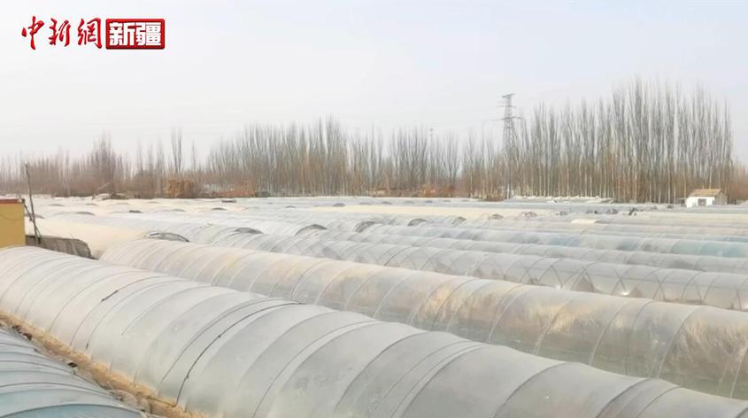 新疆和田：设施农业助力乡村振兴