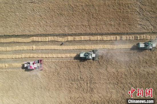 大型机械在新疆兵团第一师阿拉尔市农田里收割水稻。(资料图) 新疆兵团第一师阿拉尔市融媒体中心供图
