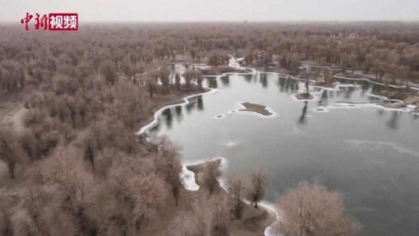 新疆沙雅：胡杨林冬日里的静谧之美