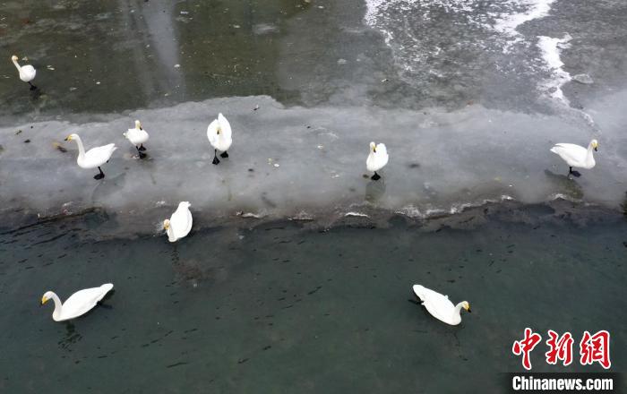 新疆库尔勒：天鹅在半冰半水的河中嬉戏游弋