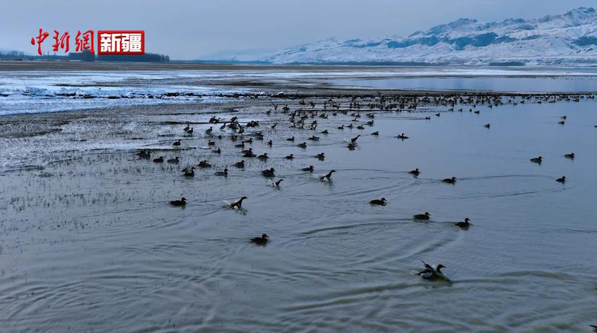數萬只野鴨云集新疆喀拉托海湖越冬