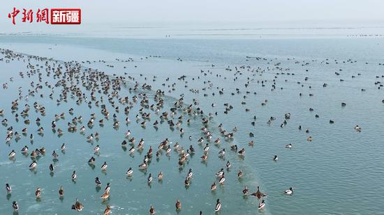 数万只候鸟飞抵叶尔羌国家湿地公园栖息越冬