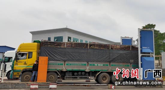 满载越南糖蔗的大货车在中国广西崇左市龙州水口口岸关区称重。罗先彬 摄