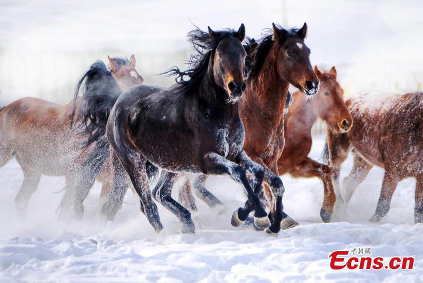 A herd of horses gallop on snow-covered prairie in Zhaosu county, known as 