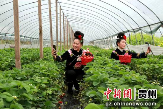 温泉村草莓产业