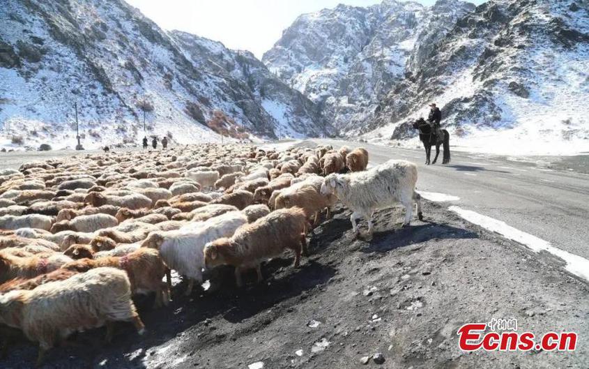 Herders drive livestock heading for a winter pasture in northwest China's Xinjiang Uyghur Autonomous Region. (Photo: China News Service/Yuan Junping)