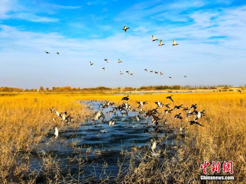 Tarim River in Xinjiang becomes prime habitat for migrant birds