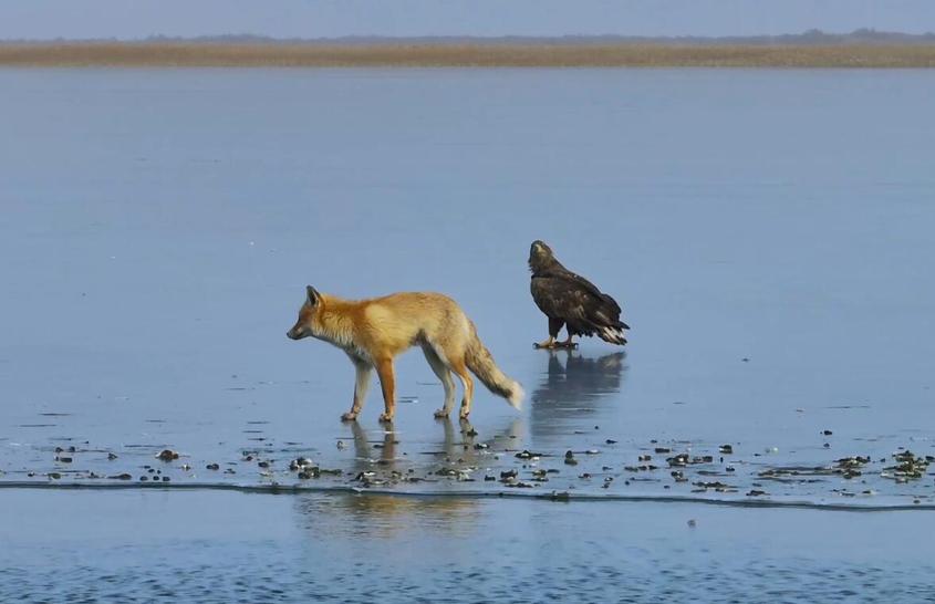 寒冬时节 新疆永安湖湿地自然保护区内沙狐和金雕冰面相遇