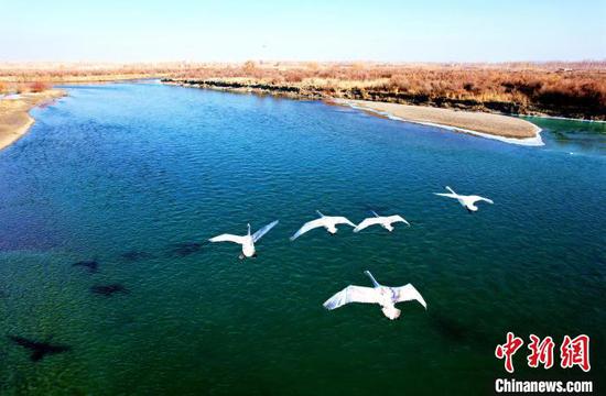 几只野生天鹅在开都河天鹅弯上空飞翔。　谢江林 摄