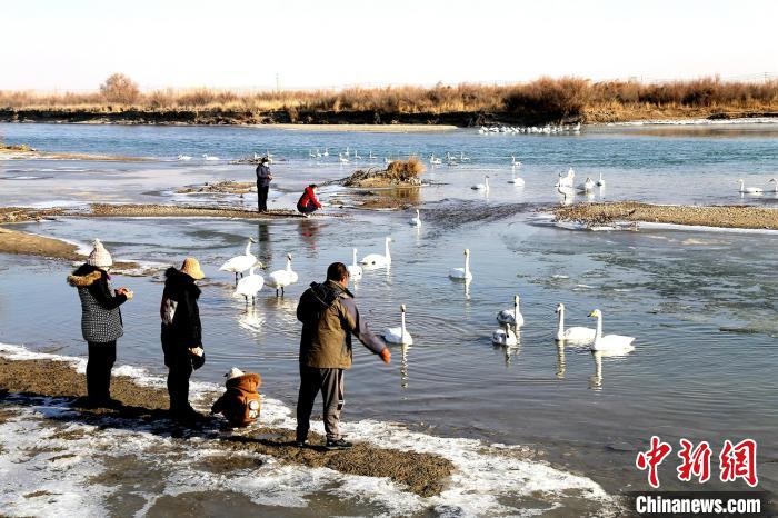 新疆兵團：人與天鵝和諧相處
