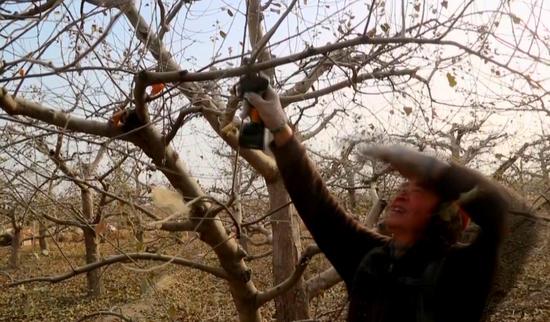 新疆兵团阿拉尔市：加强果树修剪 助力来年丰产增收