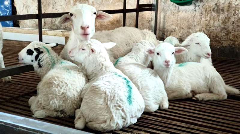 新疆察布查爾縣：多胎羊養殖“一只變三只”走俏