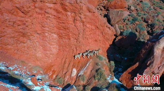 雪后新疆库车大峡谷成群岩羊悠闲觅食