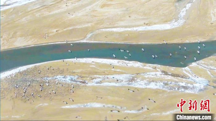 6000余只灰鶴“集會”新疆且末車爾臣河 數量較去年增加兩倍