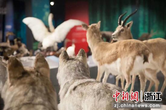 博物馆展示的濒危动物标本。中国湿地博物馆供图