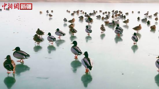best365官网登录岳普湖达瓦昆湖迎来大批候鸟