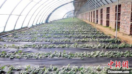 第一年，张正邦种植两个草莓大棚。　高小霞　摄