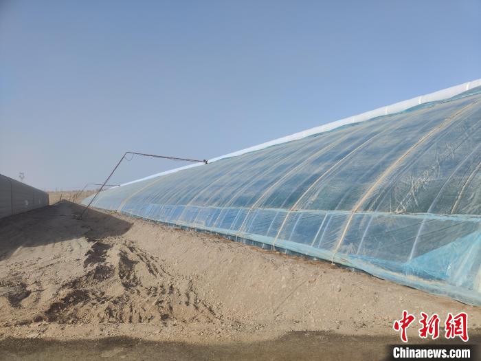 沙中“生”果 探訪新疆南部戈壁設施農業